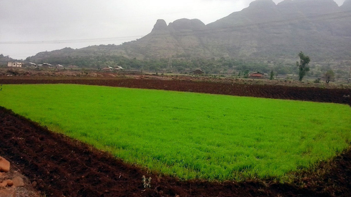 Rice Seedling Bed