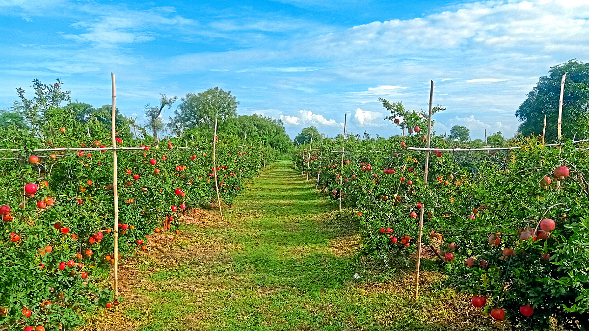 Pomegranate