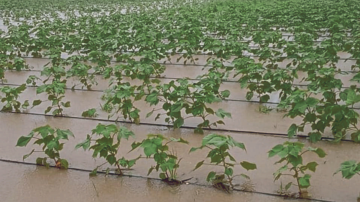 Crop Damage : संग्रामपूर, शेगाव तालुक्यांतील ७,०९४ हेक्टरला फटका