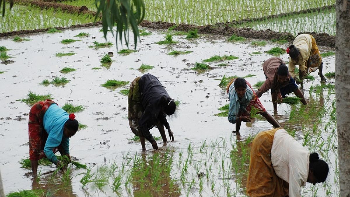 Paddy Cultivation