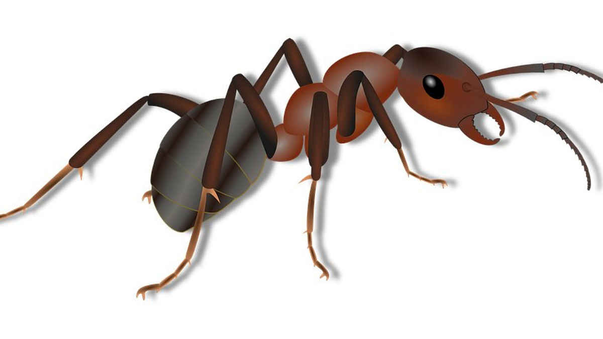 Ant