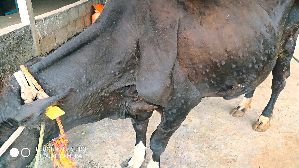 Lumpy Skin Disease