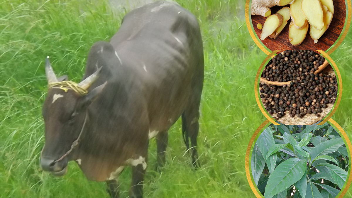 Medicinal Plants In Animals Disease