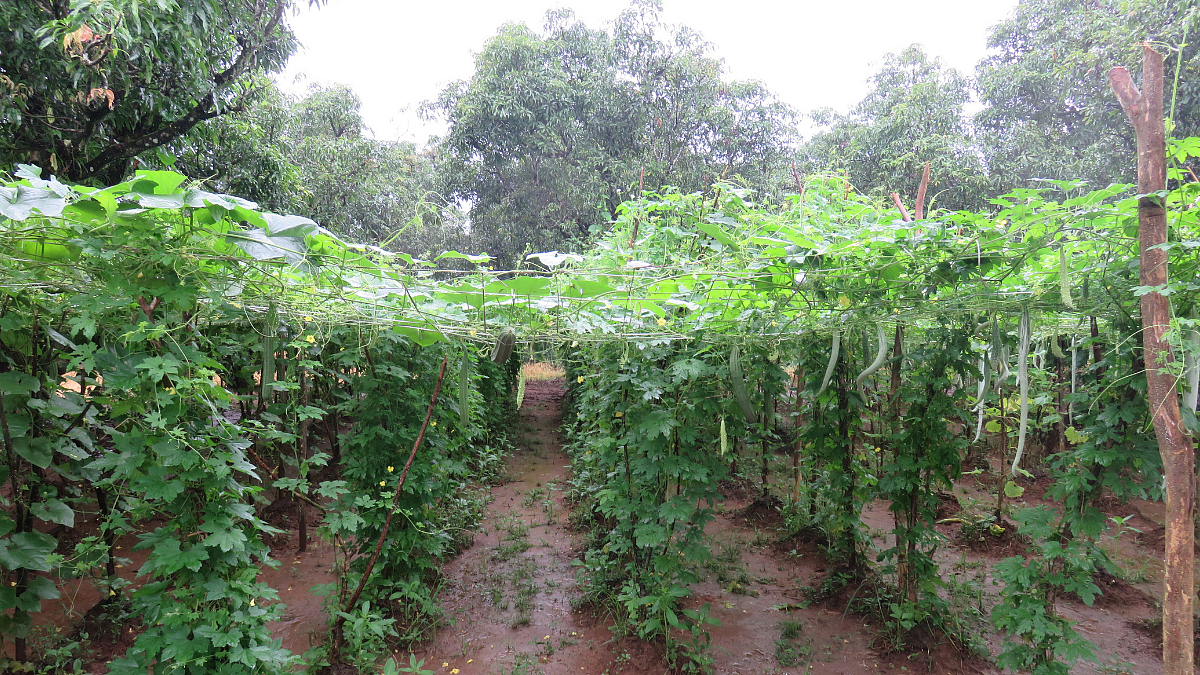 Crop Advisary