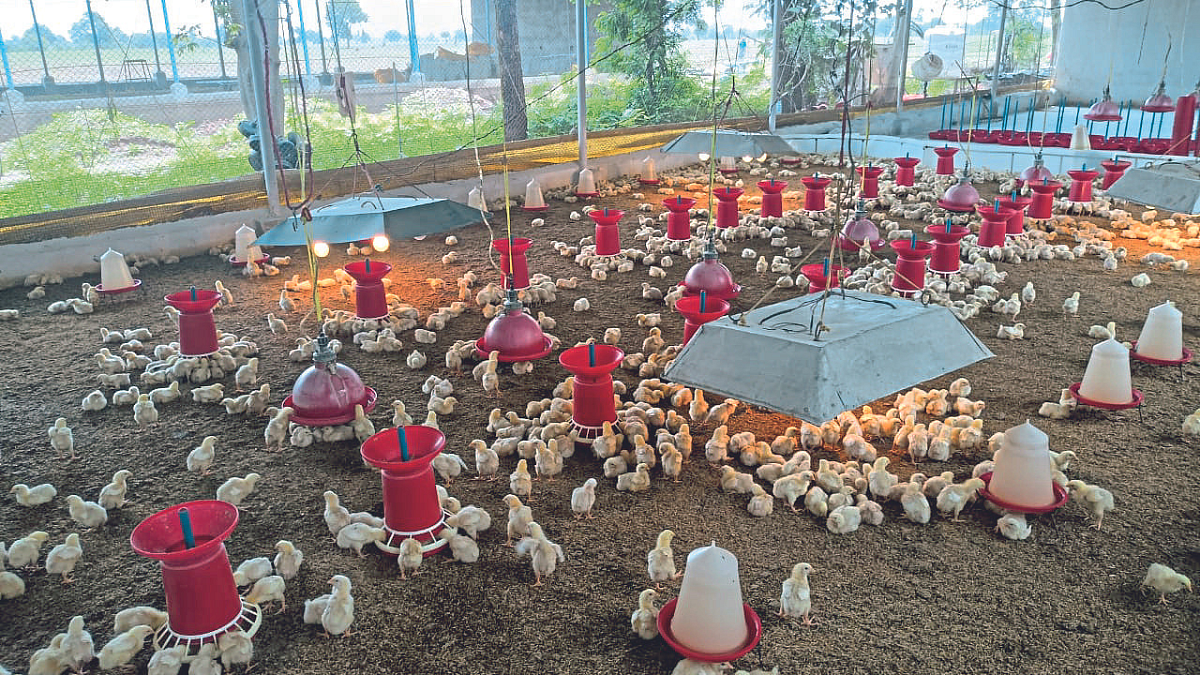 Poultry Farming