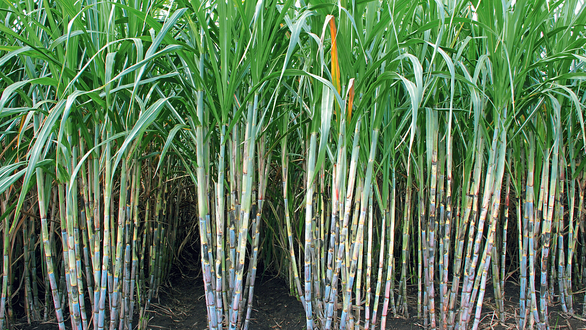 Sugarcane
