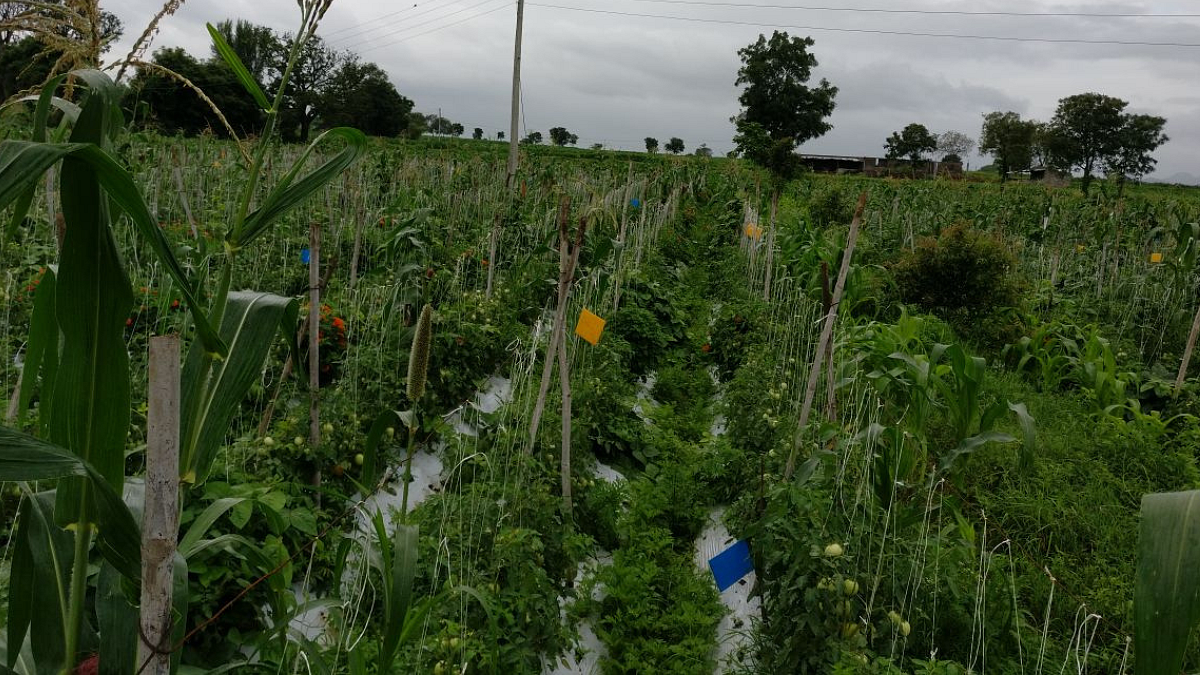 Integrated Pest Management