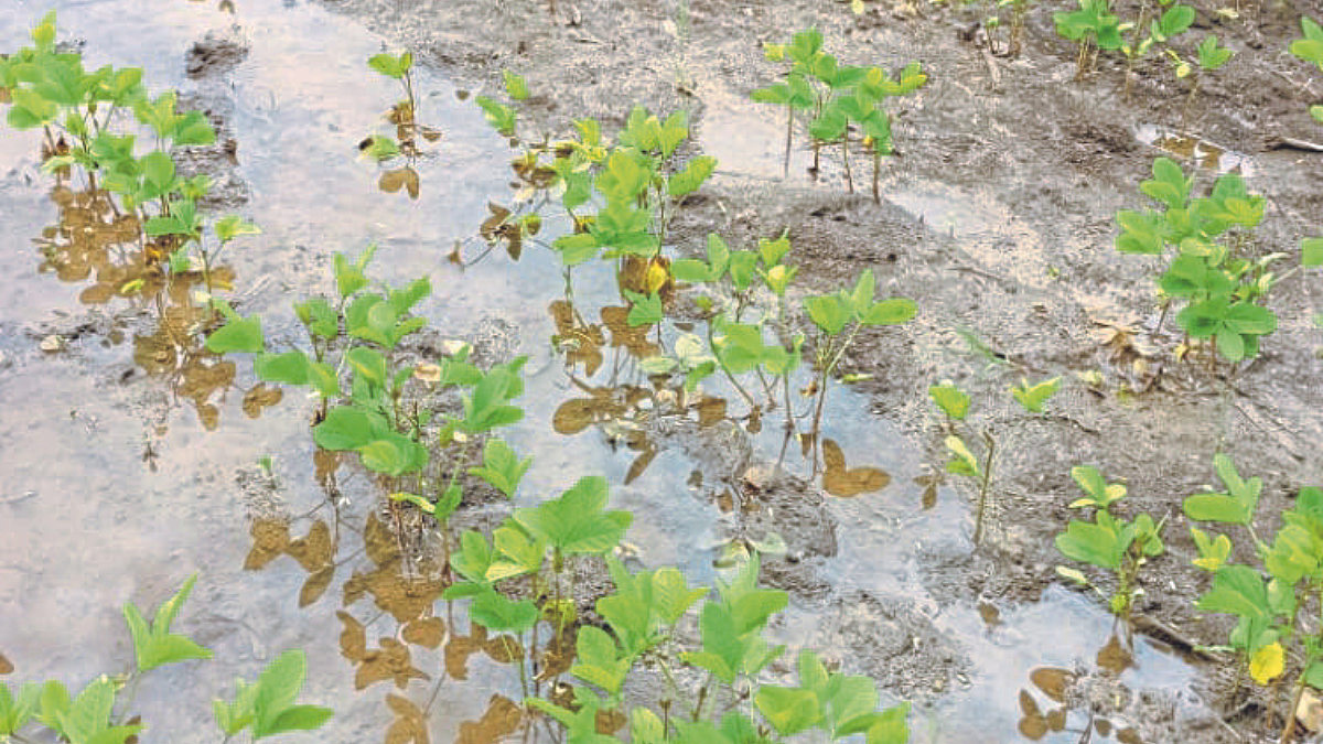 Crop Damage