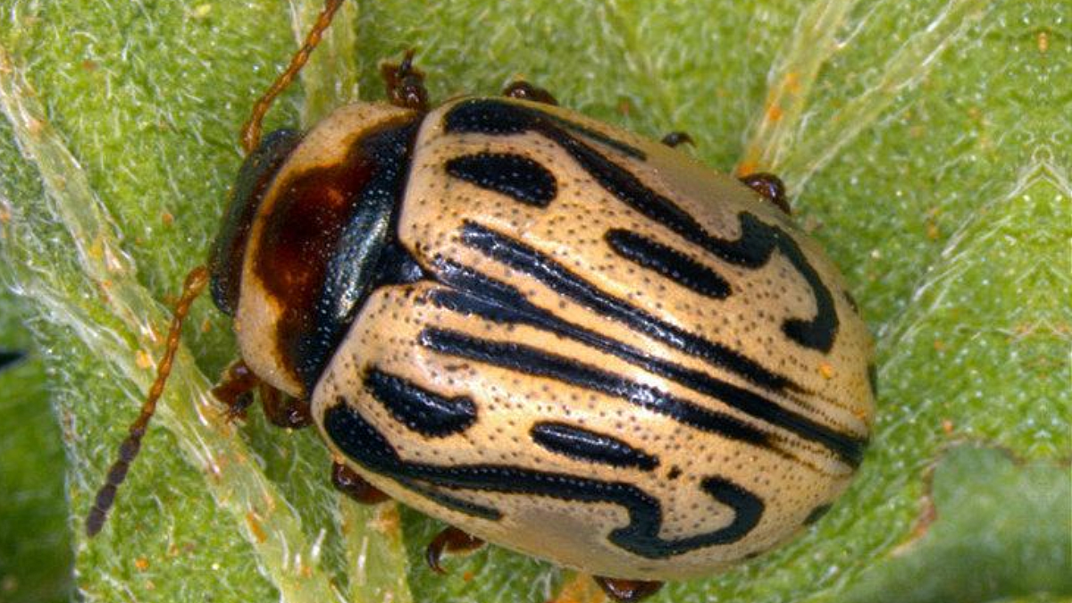 Zygogramma bicolorata