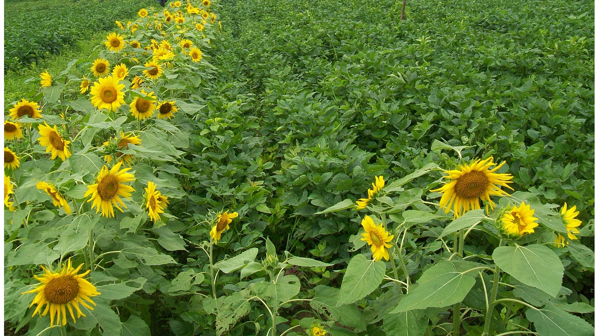 Trap Crop
