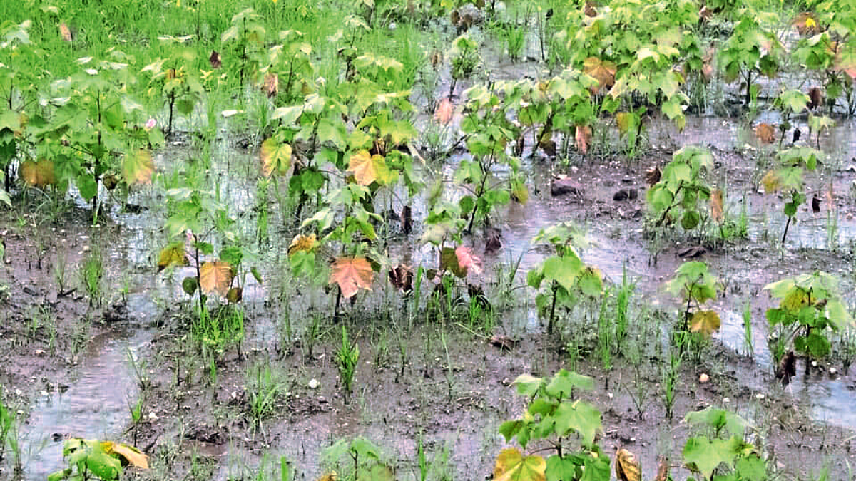 Crop Damage