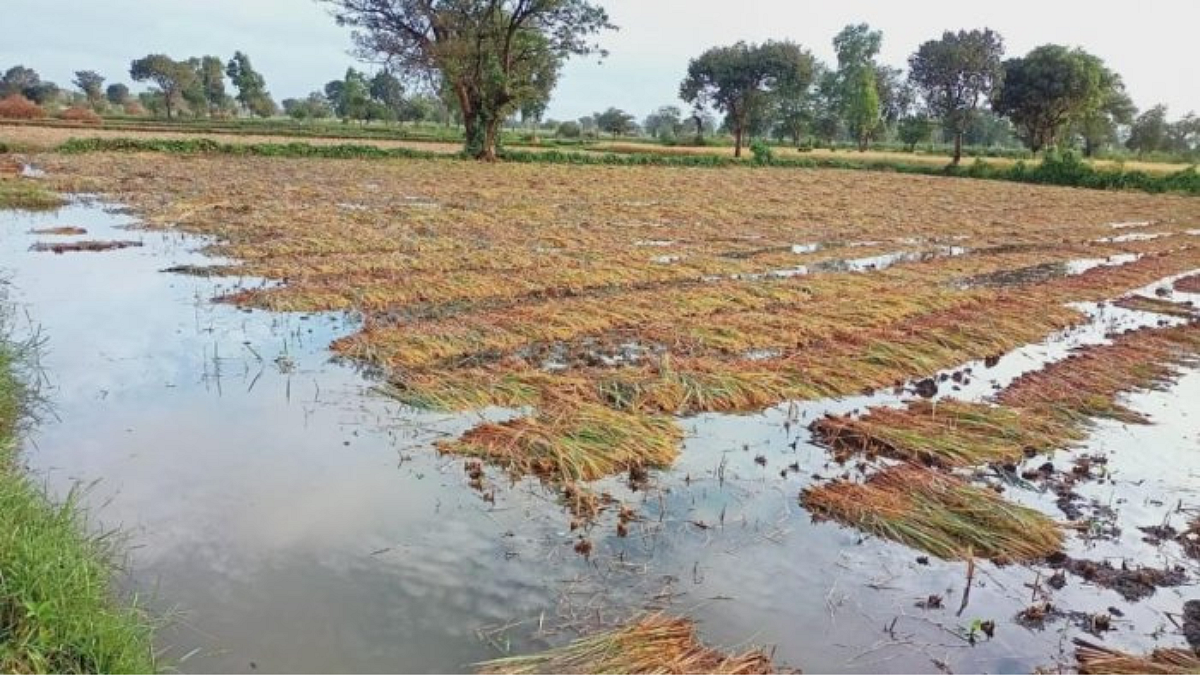 Crop Damage