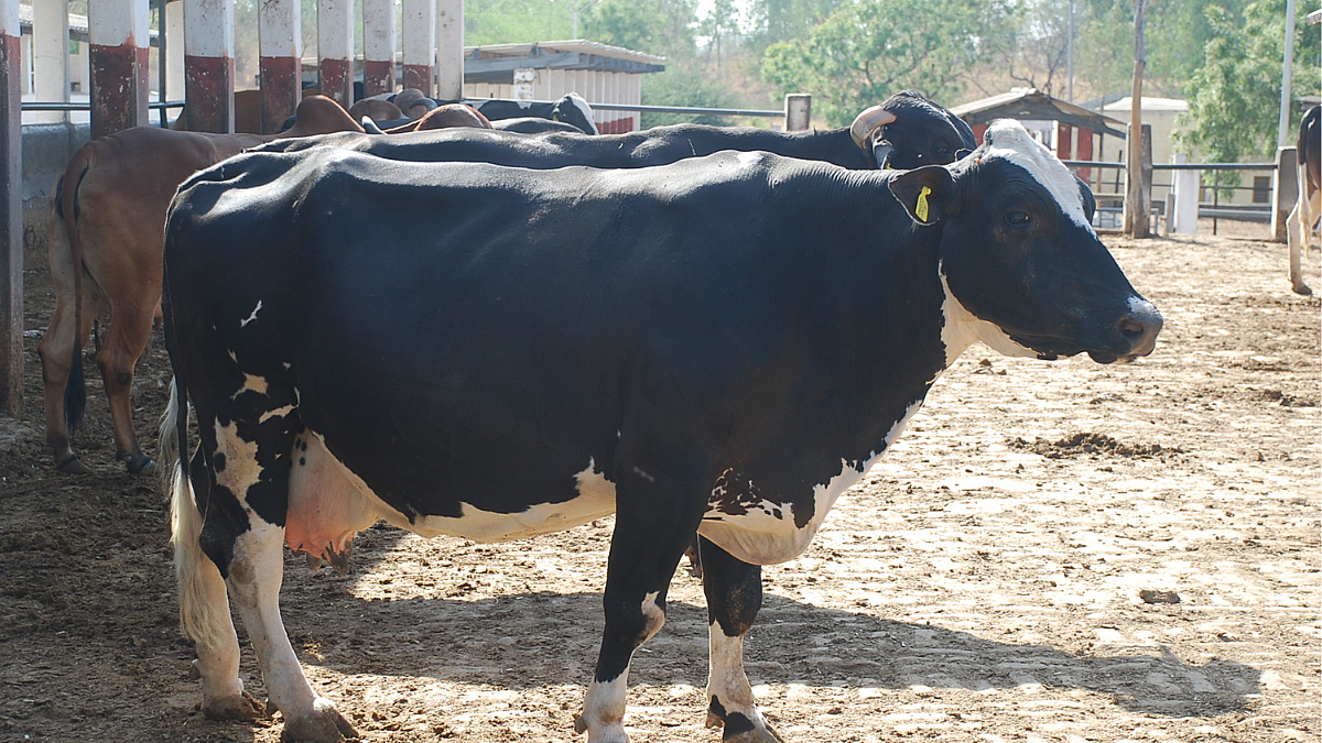 Phule Triveni Cow