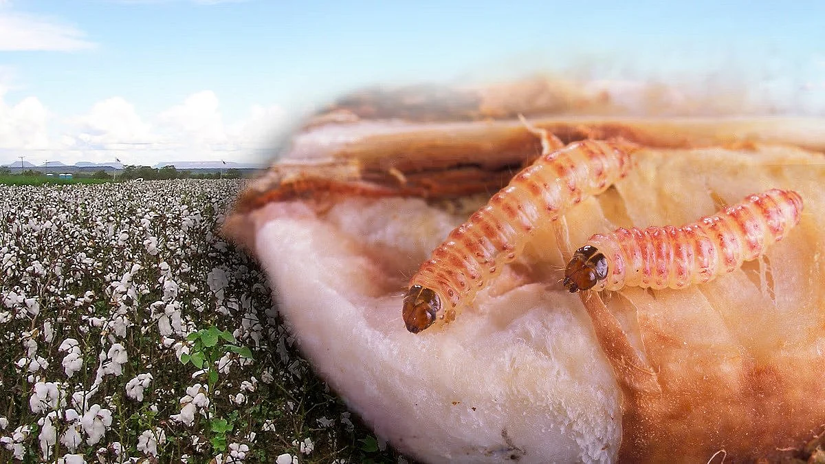 Pink boll worm