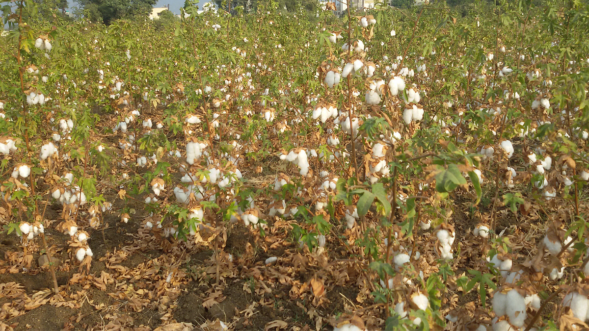 Desi Cotton PA: 837