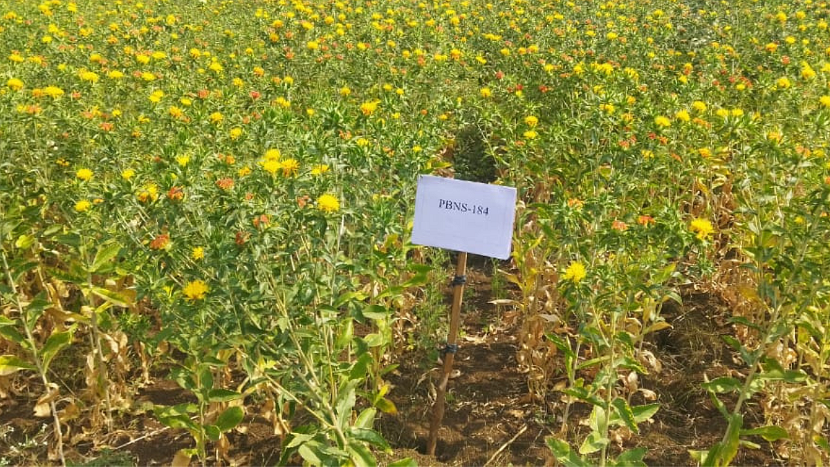 Safflower - PBNS 184 Variety