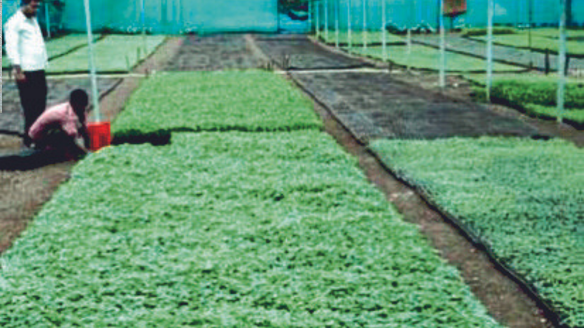 Vegetable