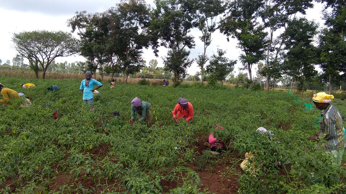 Organic Farming