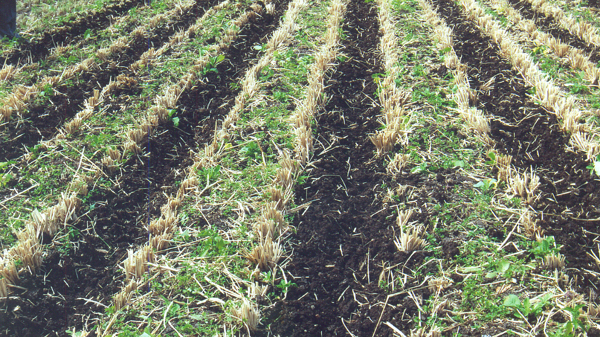 Zero Tillage
