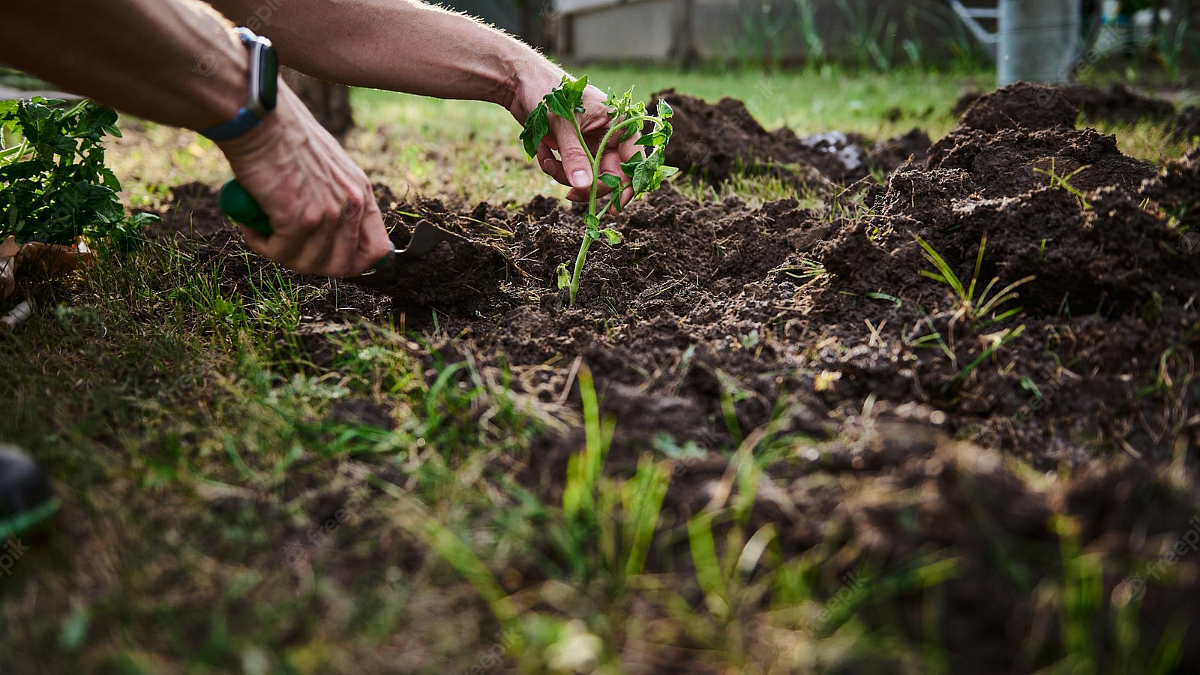 Horticulture Planting