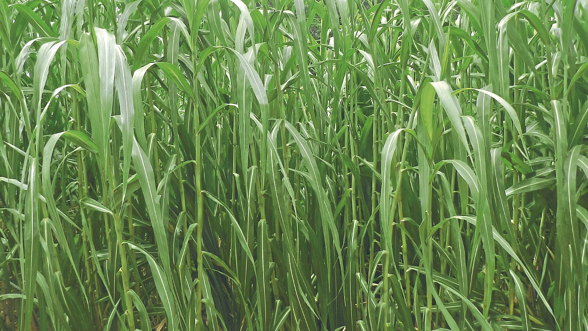 Green Fodder