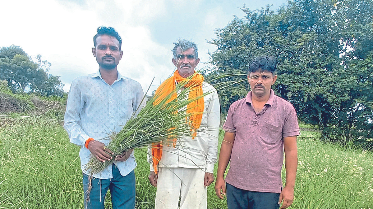 Herbal Tea Farming