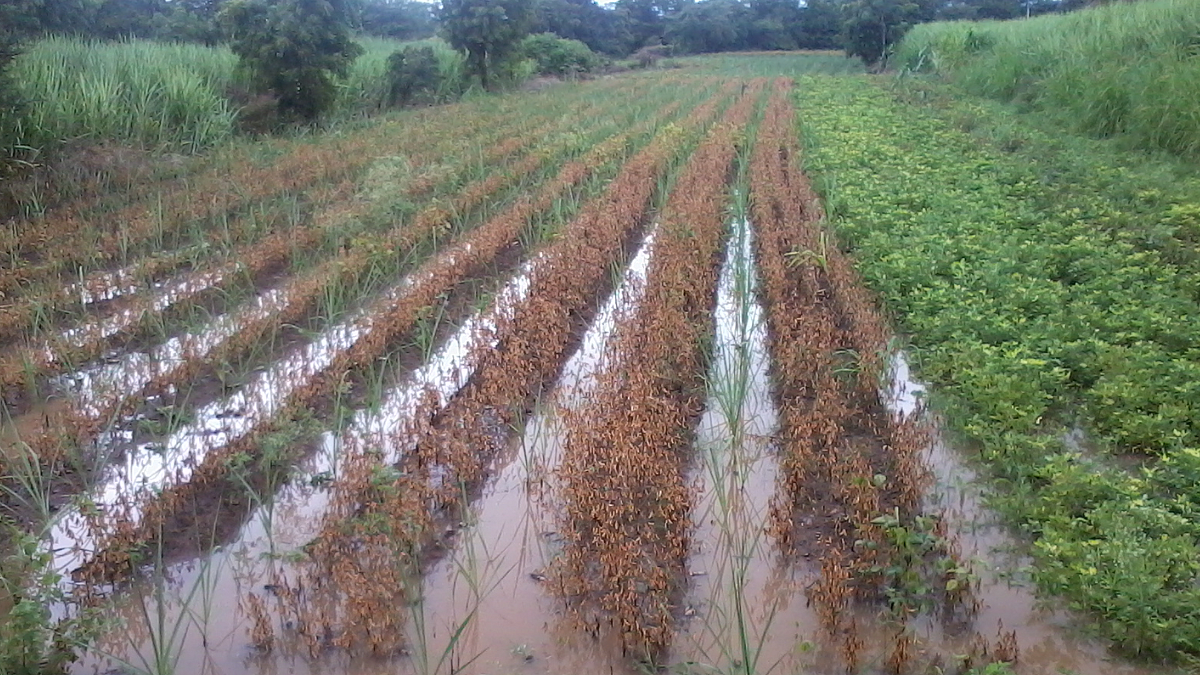 Salty Soil