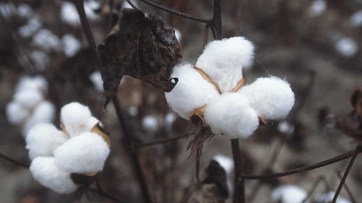 Cotton Production