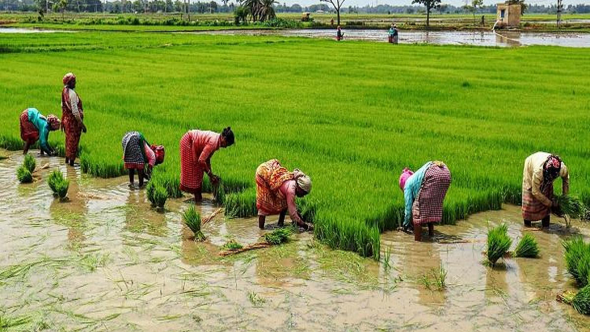 Kharif Sowing