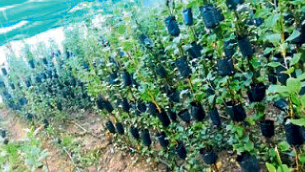 Agriculture Technology