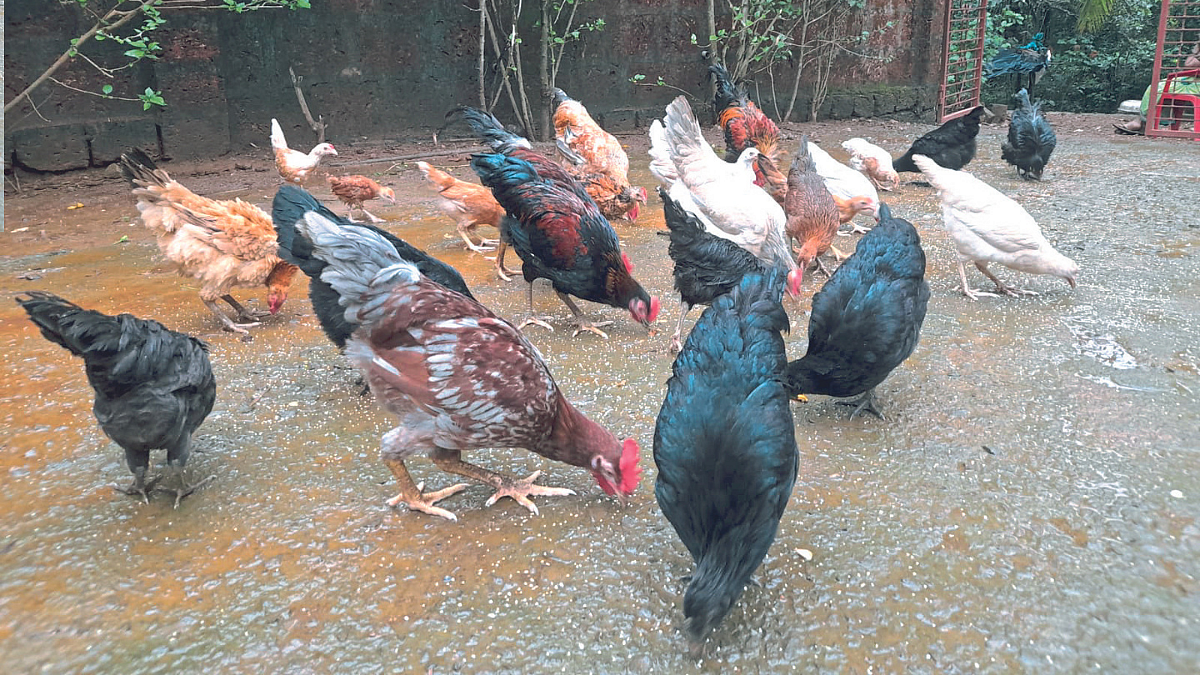 Poultry