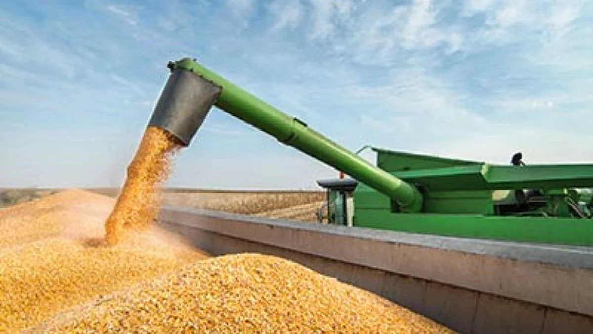 Wheat