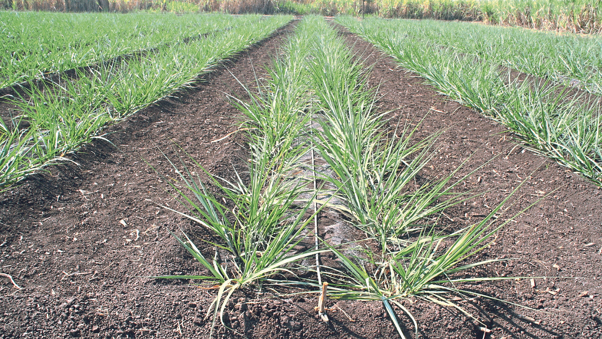 Sugarcane