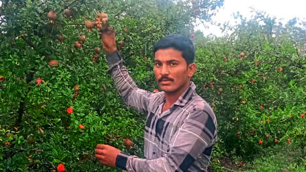 Pomegranate