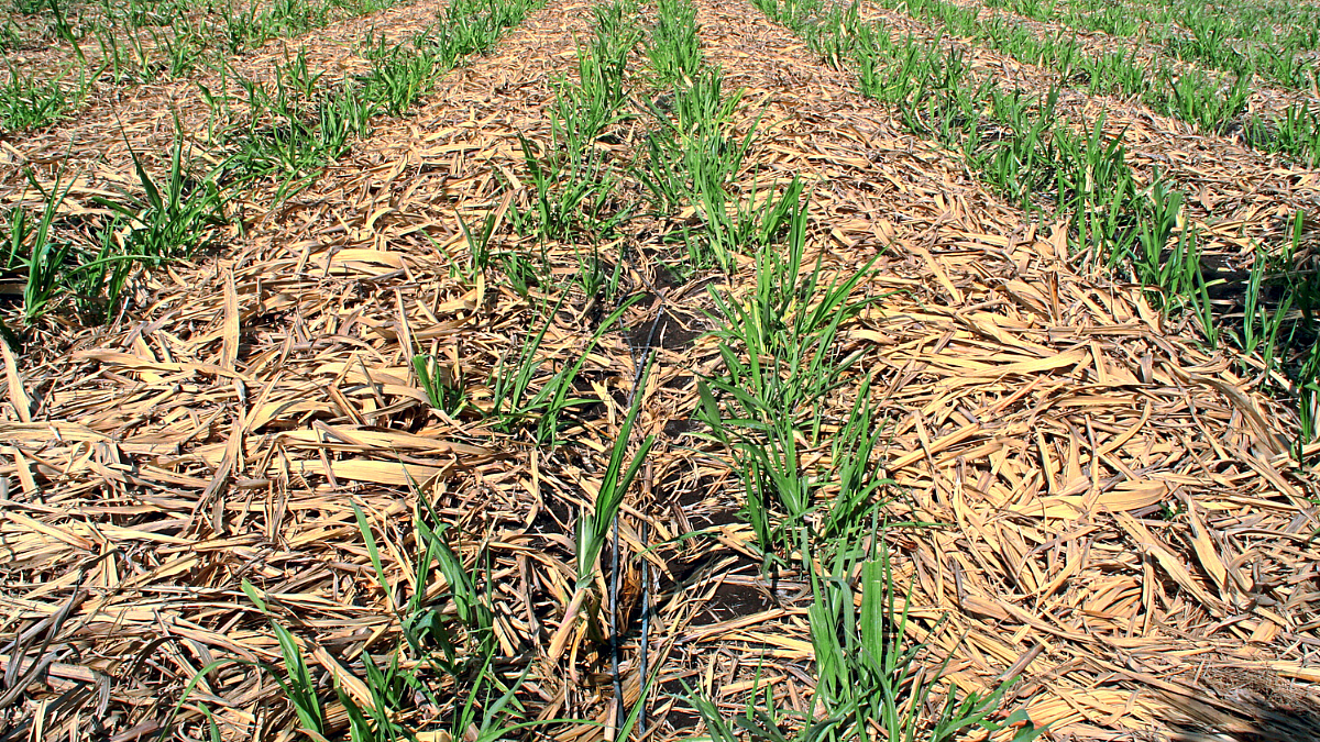 Organic Fertilizer