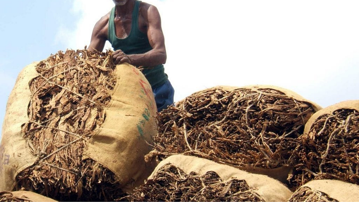 Tobacco Production