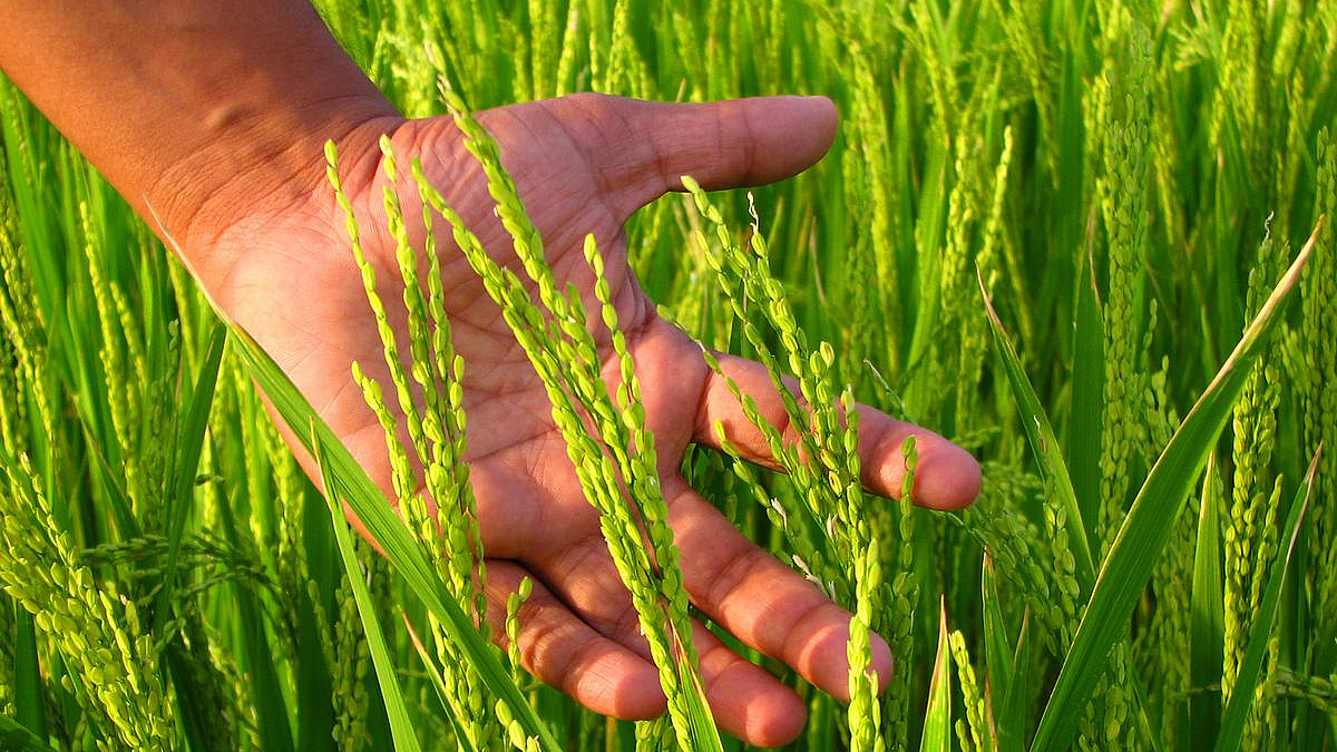 Farmers Income