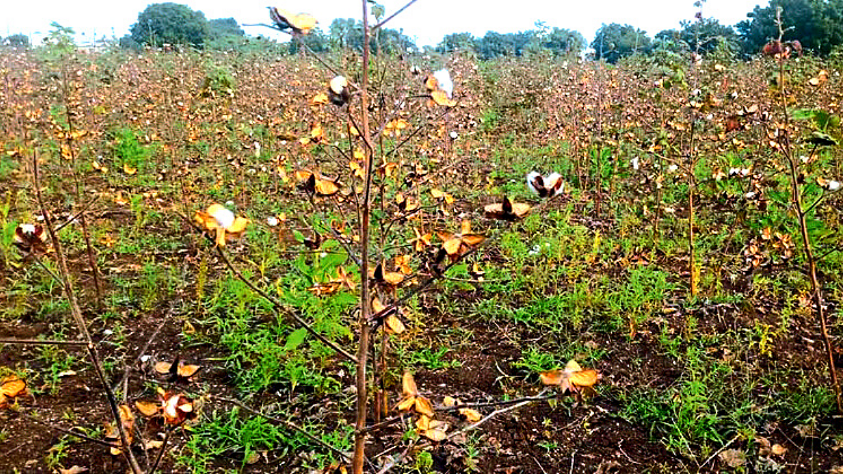 Cotton
