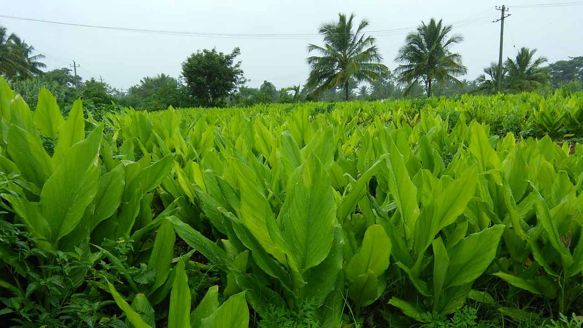 Turmeric