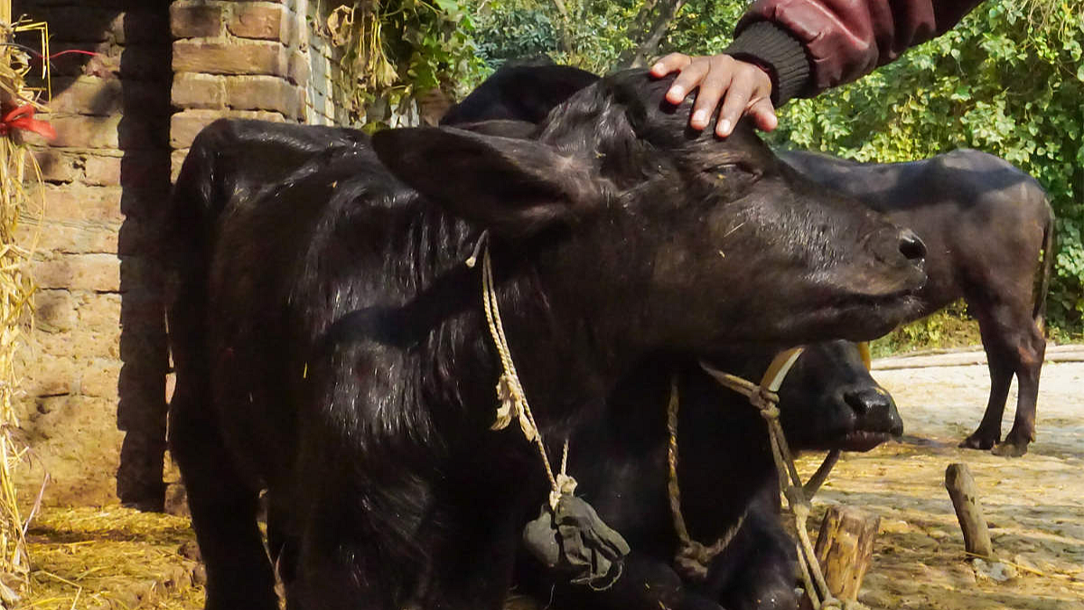 Animal Husbandry