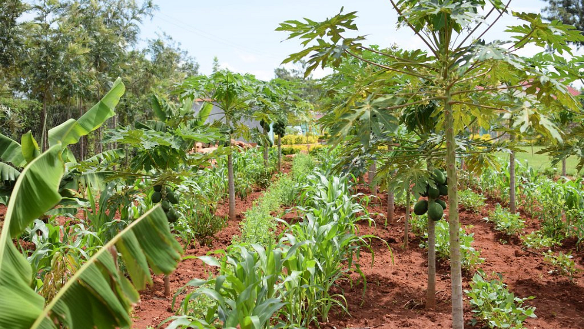 Sustainable Farming