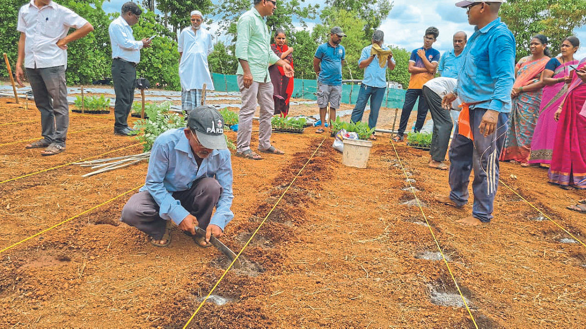 Commercial Agriculture