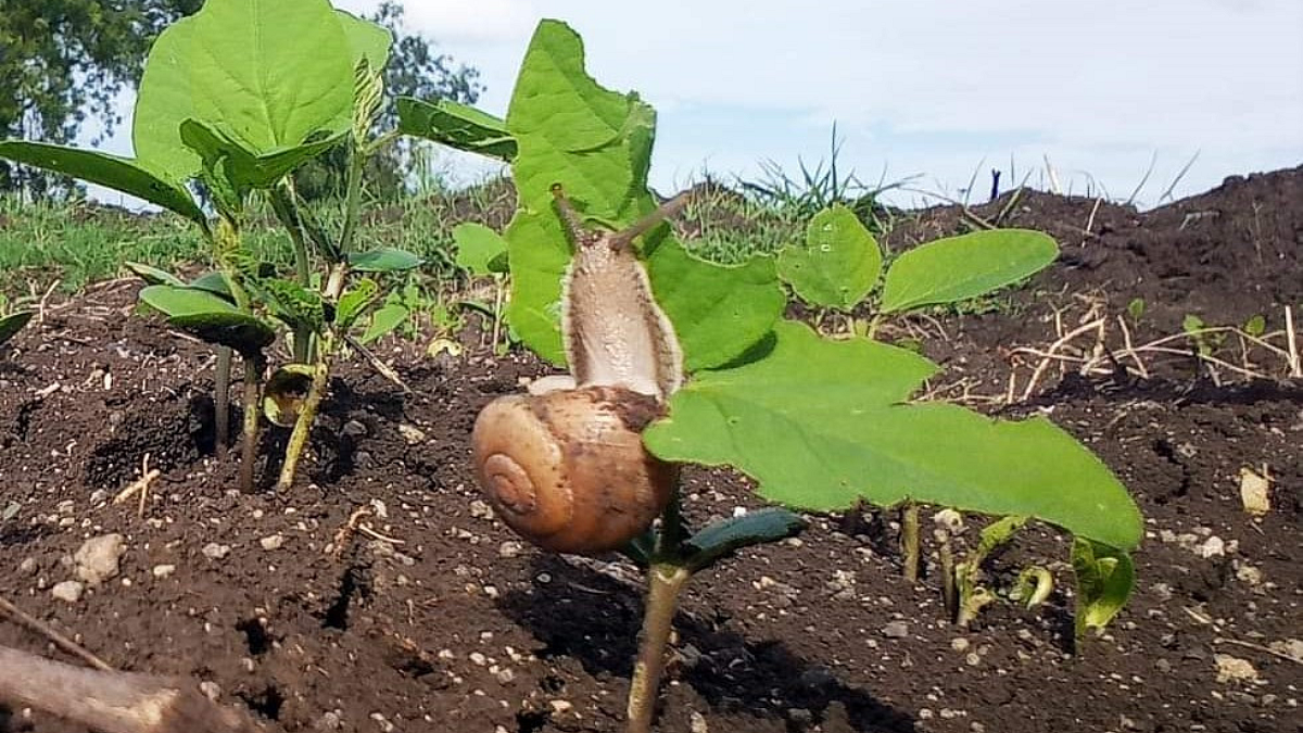 Snail Attack