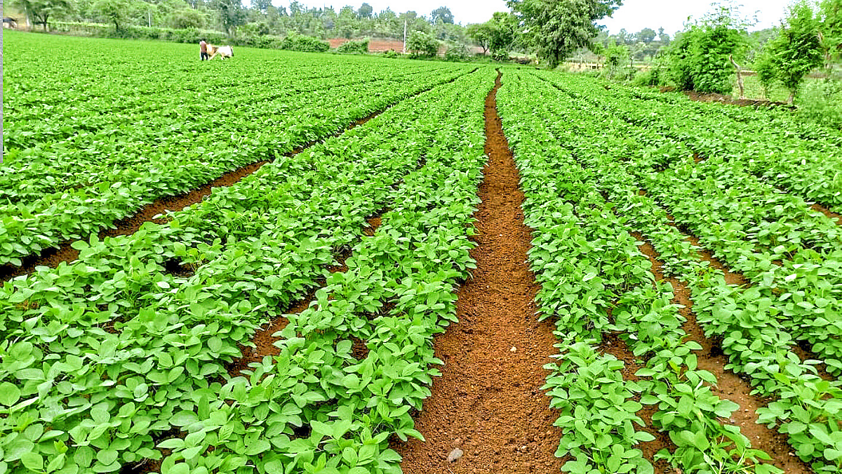 Micro Nutrient