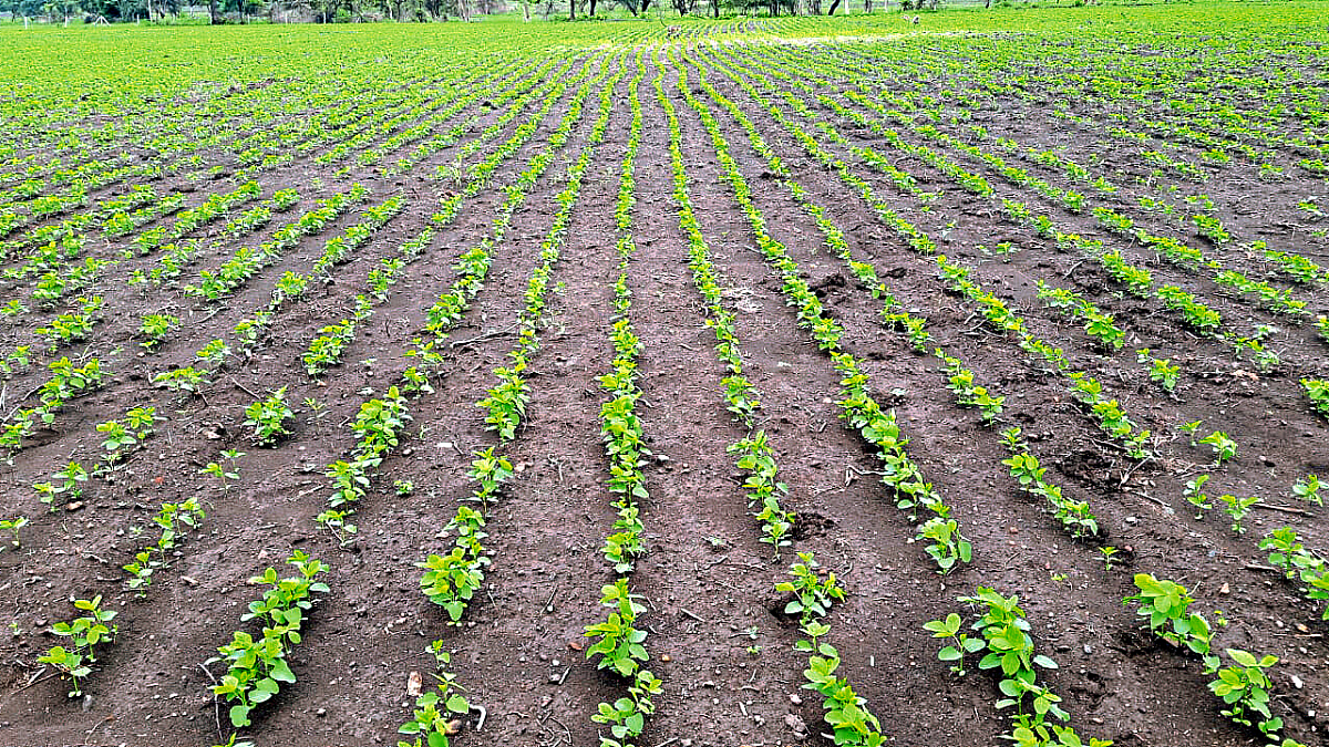 Soybean