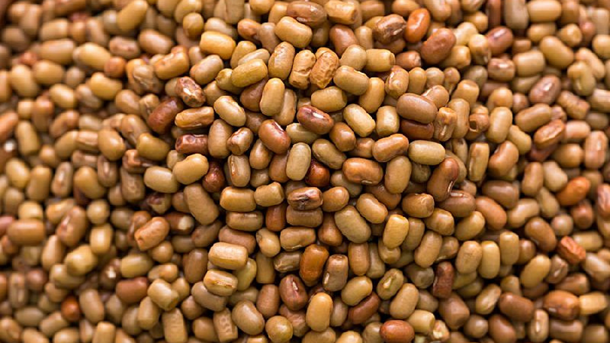 Moth Bean