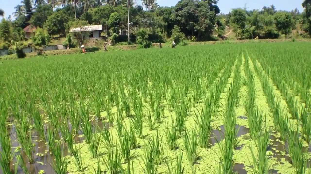 Kharip Sowing