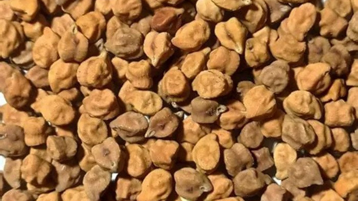 Harbhara