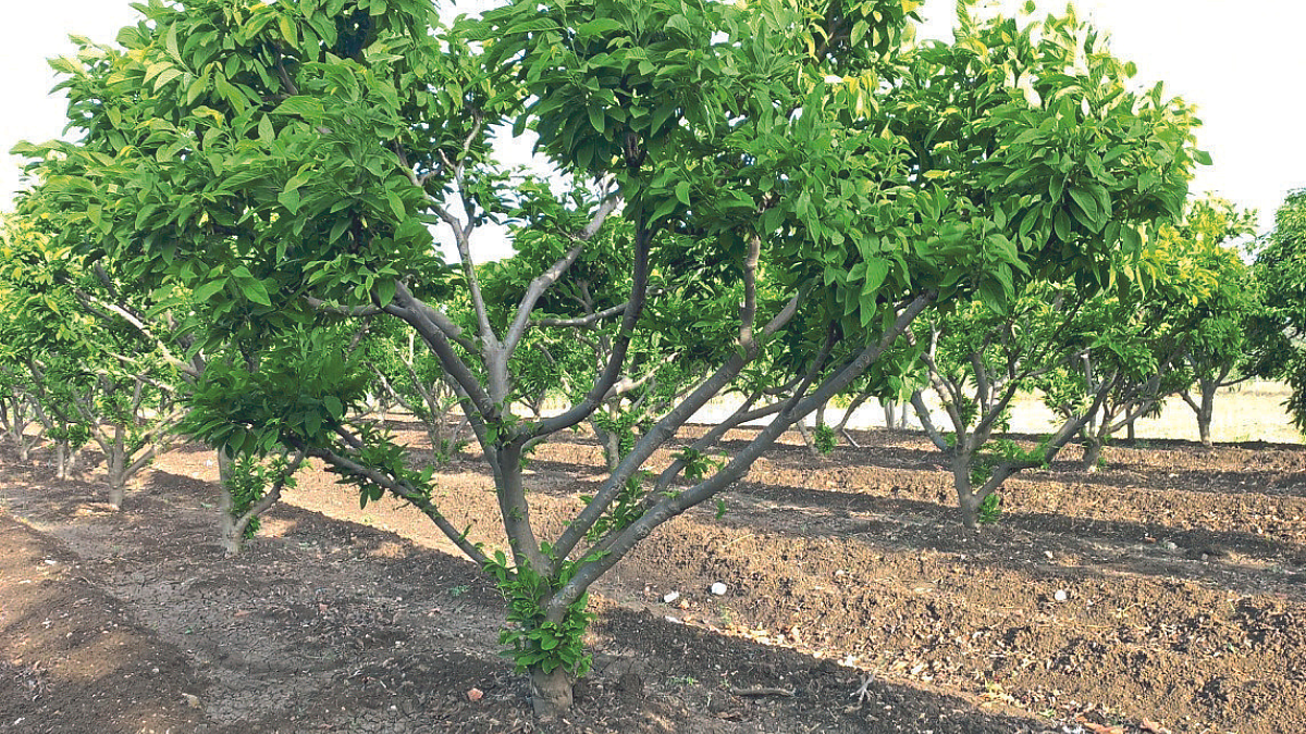 Custard Apple