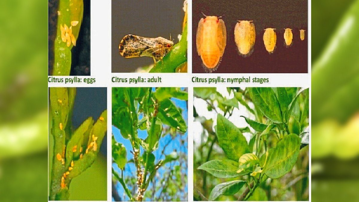 Citrus Crop